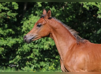 Purosangue arabo, Castrone, 1 Anno, Baio