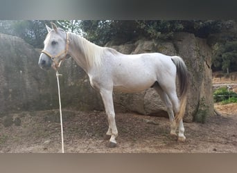 Purosangue arabo, Castrone, 20 Anni, Grigio