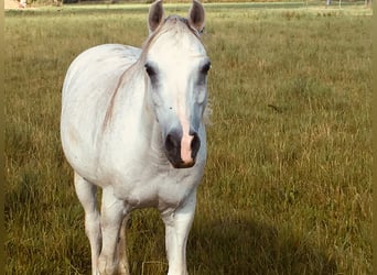 Purosangue arabo Mix, Castrone, 21 Anni, 145 cm, Grigio