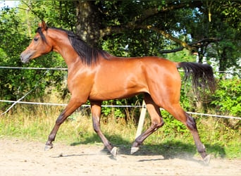Purosangue arabo, Castrone, 2 Anni, 150 cm, Baio scuro