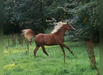 Purosangue arabo, Castrone, 2 Anni, 152 cm