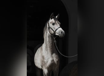 Purosangue arabo, Castrone, 2 Anni, 152 cm, Grigio