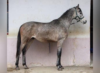 Purosangue arabo, Castrone, 2 Anni, 152 cm, Grigio pezzato