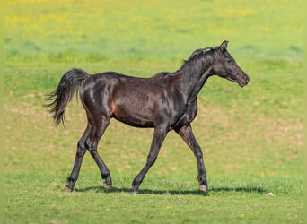 Purosangue arabo, Castrone, 2 Anni, 153 cm, Morello
