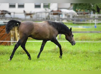 Purosangue arabo, Castrone, 2 Anni, 154 cm, Grigio