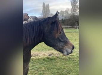 Purosangue arabo, Castrone, 2 Anni, 154 cm, Grigio