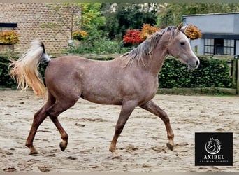 Purosangue arabo, Castrone, 2 Anni, 155 cm, Grigio trotinato