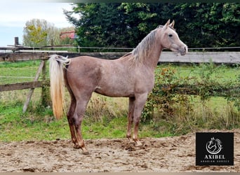 Purosangue arabo, Castrone, 2 Anni, 155 cm, Grigio trotinato