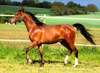 Purosangue arabo, Castrone, 2 Anni, 156 cm, Baio