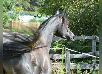 Purosangue arabo, Castrone, 2 Anni, 156 cm, Grigio