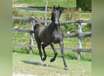 Purosangue arabo, Castrone, 2 Anni, 156 cm, Grigio