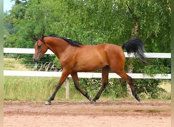 Purosangue arabo, Castrone, 2 Anni, 157 cm, Baio