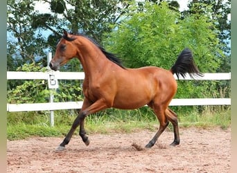 Purosangue arabo, Castrone, 2 Anni, 157 cm, Baio