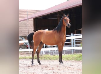 Purosangue arabo, Castrone, 2 Anni, 157 cm, Baio