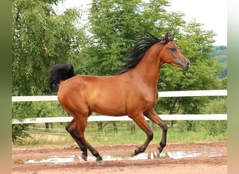 Purosangue arabo, Castrone, 2 Anni, 157 cm, Baio