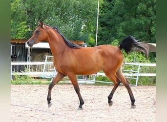 Purosangue arabo, Castrone, 2 Anni, 157 cm, Baio