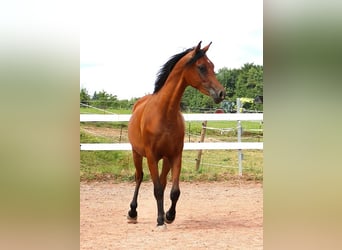 Purosangue arabo, Castrone, 2 Anni, 157 cm, Baio