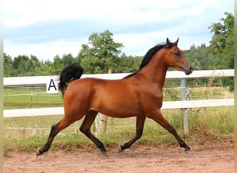 Purosangue arabo, Castrone, 2 Anni, 157 cm, Baio
