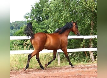 Purosangue arabo, Castrone, 2 Anni, 157 cm, Baio
