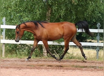 Purosangue arabo, Castrone, 2 Anni, 157 cm, Baio