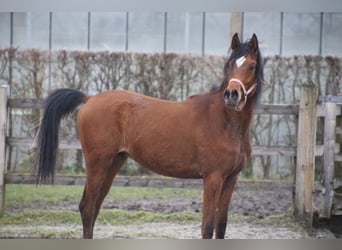 Purosangue arabo, Castrone, 2 Anni, 157 cm, Baio