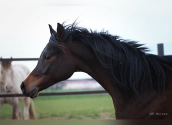 Purosangue arabo, Castrone, 2 Anni, 158 cm, Baio