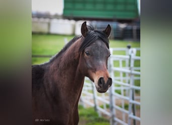 Purosangue arabo, Castrone, 2 Anni, 158 cm, Baio