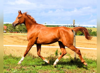Purosangue arabo, Castrone, 2 Anni, 159 cm, Sauro
