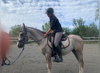 Purosangue arabo Mix, Castrone, 3 Anni, 144 cm, Grigio