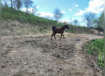 Purosangue arabo, Castrone, 3 Anni, 150 cm, Baio