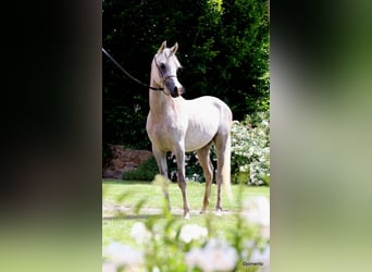 Purosangue arabo, Castrone, 3 Anni, 150 cm