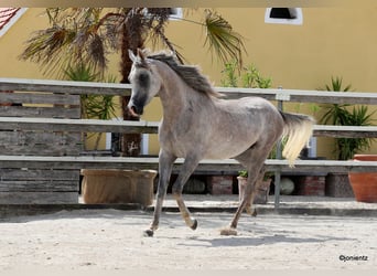 Purosangue arabo, Castrone, 3 Anni, 150 cm