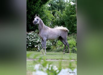 Purosangue arabo, Castrone, 3 Anni, 150 cm