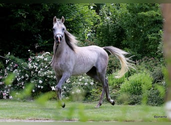 Purosangue arabo, Castrone, 3 Anni, 150 cm
