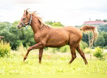 Purosangue arabo, Castrone, 3 Anni, 152 cm, Sauro