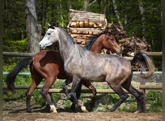 Purosangue arabo, Castrone, 3 Anni, 153 cm, Grigio