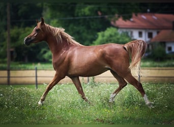 Purosangue arabo, Castrone, 3 Anni, 153 cm, Sauro
