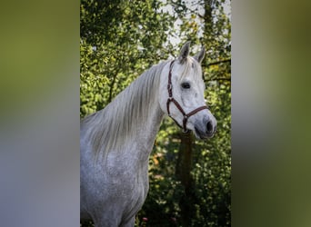 Purosangue arabo, Castrone, 3 Anni, 154 cm, Grigio