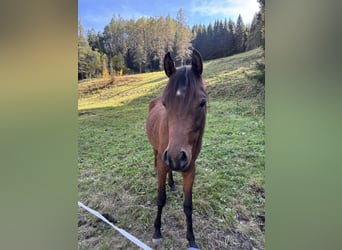 Purosangue arabo, Castrone, 3 Anni, 155 cm, Baio