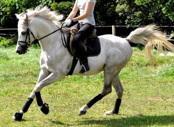 Purosangue arabo Mix, Castrone, 3 Anni, 155 cm, Baio