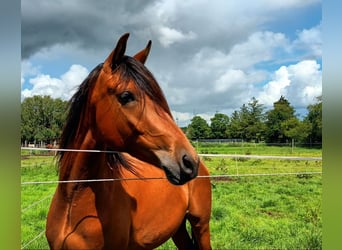 Purosangue arabo Mix, Castrone, 3 Anni, 155 cm, Baio