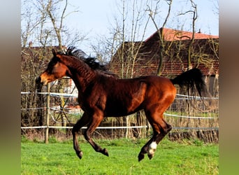 Purosangue arabo, Castrone, 3 Anni, 155 cm, Baio