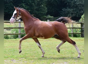 Purosangue arabo, Castrone, 3 Anni, 155 cm, Baio