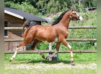 Purosangue arabo, Castrone, 3 Anni, 155 cm, Baio