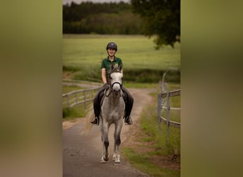 Purosangue arabo, Castrone, 3 Anni, 155 cm, Grigio