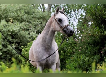 Purosangue arabo, Castrone, 3 Anni, 155 cm, Grigio