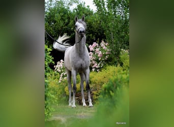 Purosangue arabo, Castrone, 3 Anni, 155 cm, Grigio