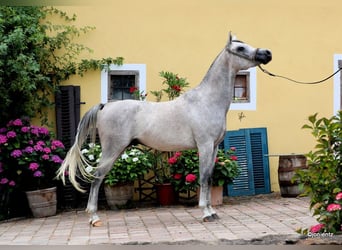 Purosangue arabo, Castrone, 3 Anni, 155 cm, Grigio