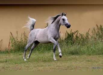Purosangue arabo, Castrone, 3 Anni, 155 cm, Grigio