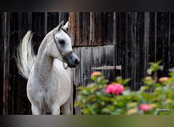 Purosangue arabo, Castrone, 3 Anni, 155 cm, Grigio